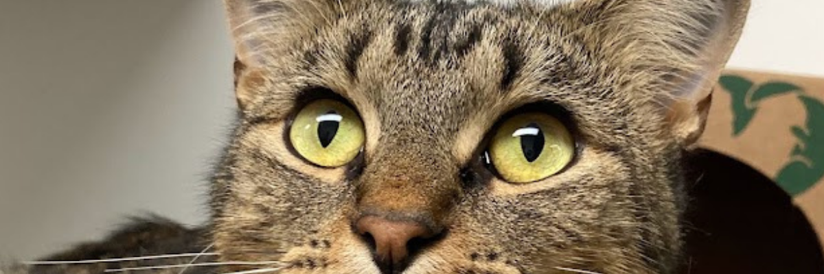 Kitty Korner Remodel - Animal Shelter Photo